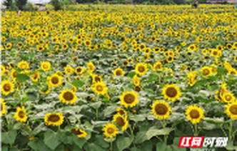 荷塘区：葵花笑迎八方客