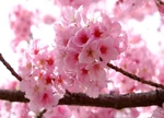 散文｜ 梦里花落知多少